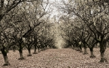 the hazelnut orchard at dominio iv