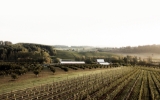 vineyard panorama