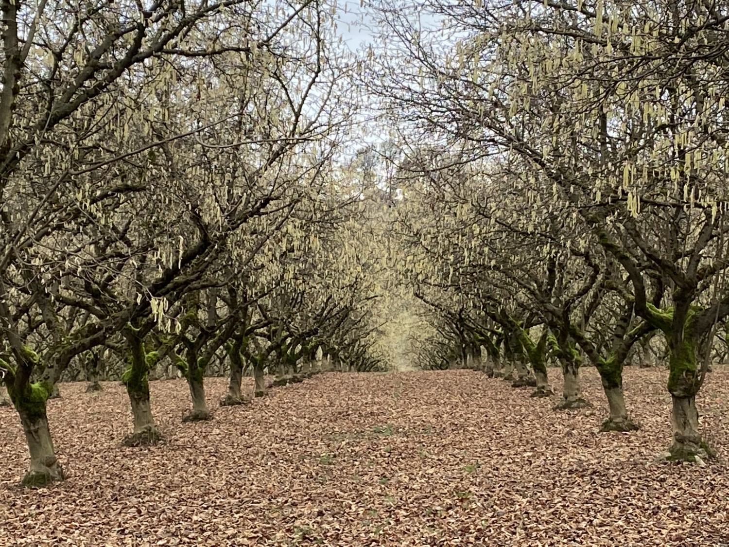 the hazelnut orchards magical beauty